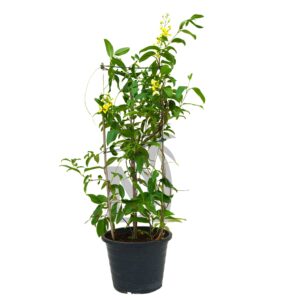 Golden Thryallis – Tristellateia Australasiae