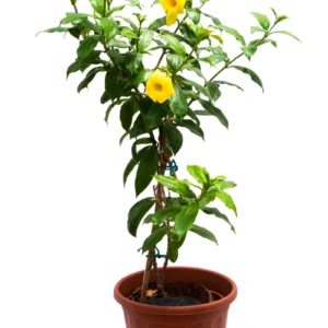 Golden Trumpet – Allamanda Cathartica