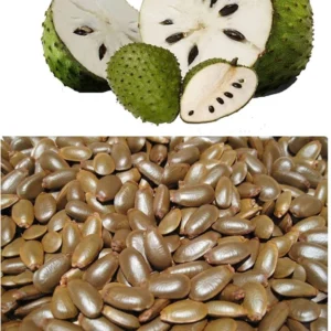Graviola Seeds