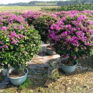 Great Bougainvillea – Bougainvillea Spectabilis Soft Pink