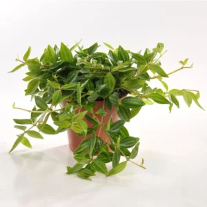 Green Leaf Peperomia – Peperomia Angulata