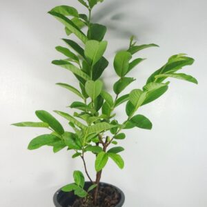Guava – Psidium Guajava