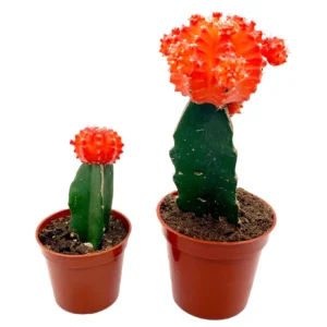 Gymnocalysium Cactus