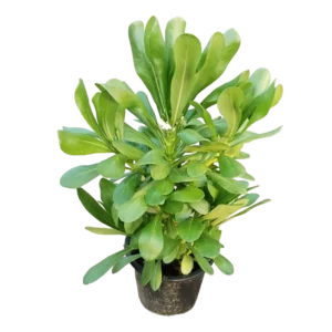 Hawaiian Half Flower – Scaevola Frutescens