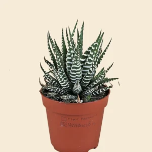 Haworthia Wide Zebra – Haworthia Fasciata