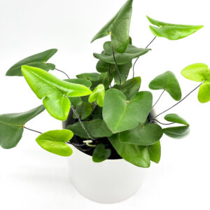 Heart Leaf Fern – Hemionitis Arifolia