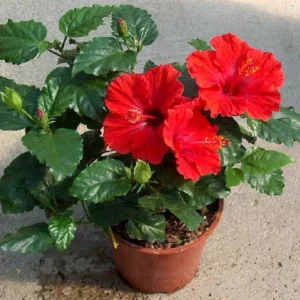 Hibiscus Red – Hibiscus Rosa-Sinensis