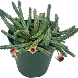 Histix Cactus