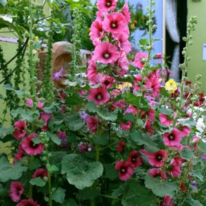 Hollyhocks – Alcea