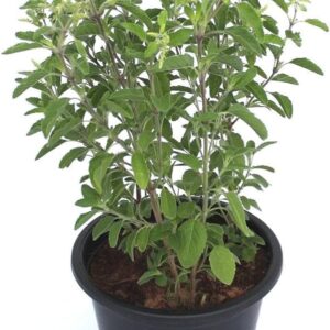Holy Basil Tulsi – Ocimum Tenuiflorum