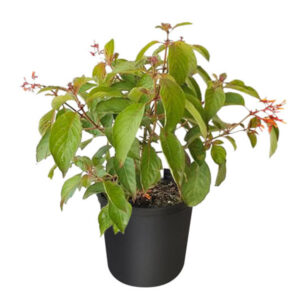 Hummingbird Bush – Hamelia Patens