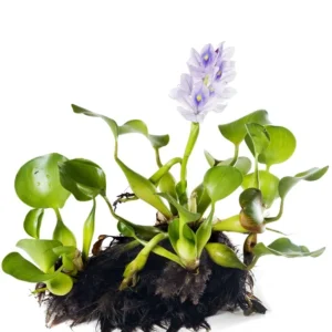 Hyacinth Water Plant – Typha angustifolia