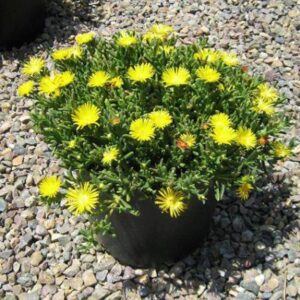 Ice Plant – Carpobrotus Edulis