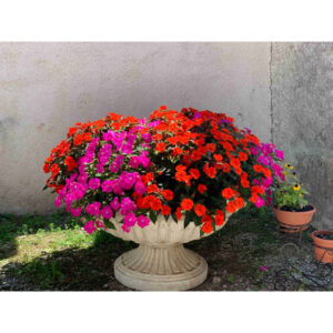 Impatiens – Impatiens Walleriana