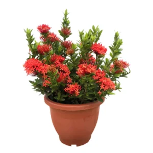 Ixora – Ixora Coccinea