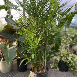 Japanese Bamboo Palm