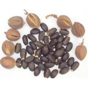 Jatropha Seeds