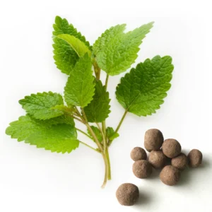 Lemon Balm Seeds