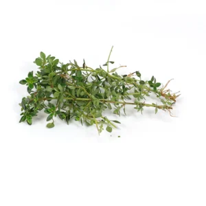 Lemon Thyme Seeds
