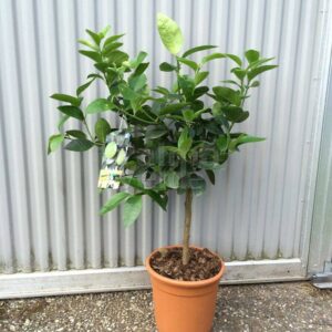 Lime – Citrus Aurantifolia