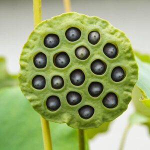Lotus Flower Seeds