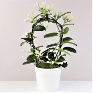 Madagascar Jasmine – Stephanotis floribunda