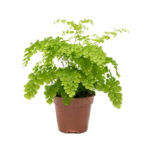 Maidenhair Fern Fragrans – Adiantum Raddianum