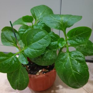 Malabar spinach – Basella alba
