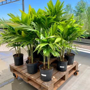 Manila Palm – Veitchia Merrillii