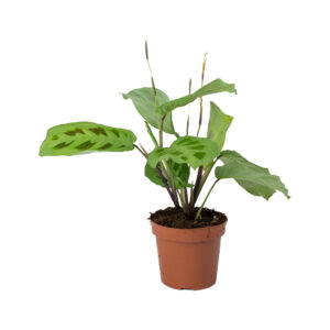 Maranta Rabbit’s Foot – Maranta leuconeura var. kerchoveana