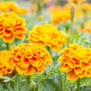 Marigold – Calendula