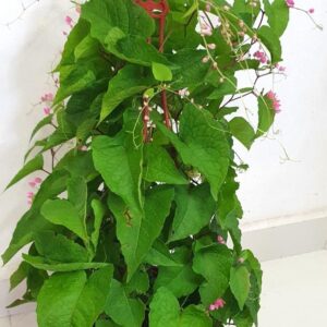 Mexican Creeper – Antigonon Leptopus