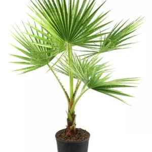 Mexican Fan Palm – Washingtonia robusta