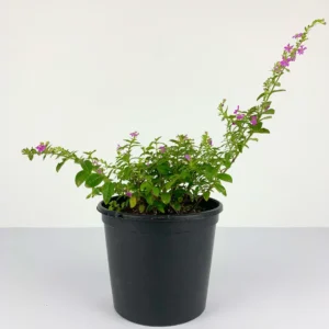 Mexican Heather – Cuphea Hyssopifolia