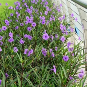 Mexican petunia  – Ruellia brittoniana