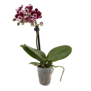 Mini Phalaenopsis Orchid