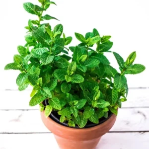 Mint – Mentha