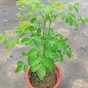 Moringa – Moringa Oleifera
