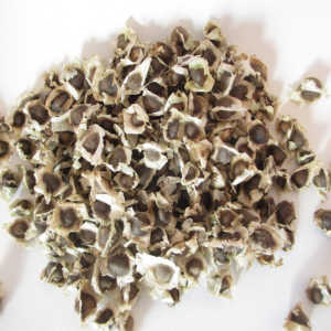 Moringa Tree Seeds