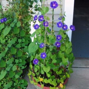 Morning Glory – Ipomoea