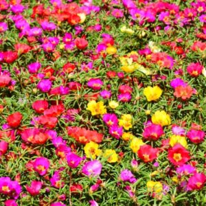 Moss Rose Mix color Seeds