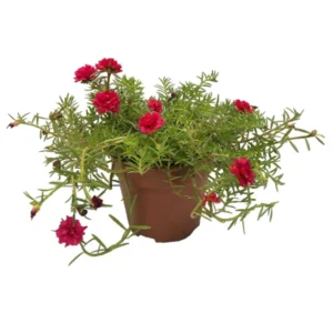 Moss Rose  – Portulaca Grandiflora