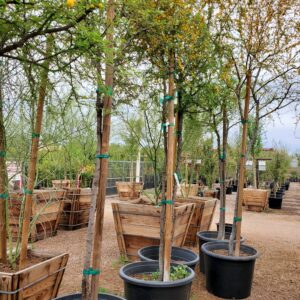 Needle Bush – Acacia Farnesiana