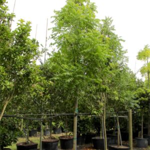 Neem Tree – Azadirachta Indica