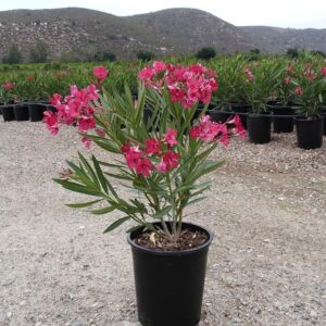 Oleander