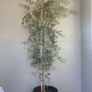 Olive – Olea Europea