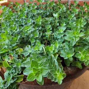 Oregano Seeds – Wild Marjoram