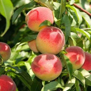 Organic Chinese Peach Seeds