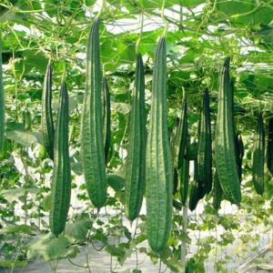 Organic Luffa Seeds