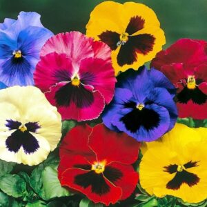 Pansy Mix color Seeds